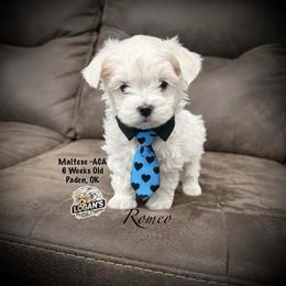Romeo - White male Maltese puppy in Paden, Oklahoma from Logan's Perfect Puppies