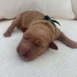 Pine - Dark golden male Golden Retriever puppy in Alliance, Ohio from Mount Olive Doodles