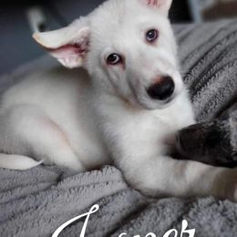 German Shepherd Puppies from Haus Skyborne Shepherds