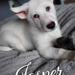 German Shepherd Puppies from Haus Skyborne Shepherds