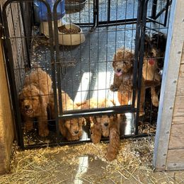 Goldendoodle Puppies from Lynn Fontaine
