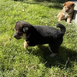 Brookie - Black and tan female Shiba Inu puppy in Meridian, Idaho from Anko Shibas