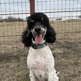 Gypsie - Poodle
