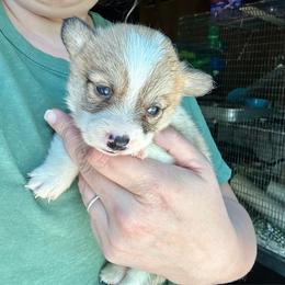 Elsa's sable girl 2 - Sable female Pembroke Welsh Corgi puppy in Clinton, Tennessee from High Hopes Farm