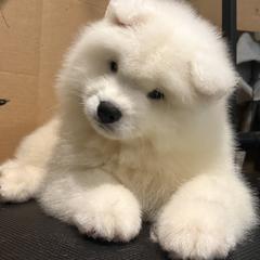Yellow - White female Samoyed puppy in Springfield, Massachusetts from Imperial Samoyeds