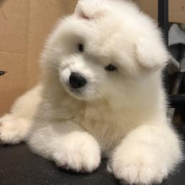 Yellow - White female Samoyed puppy in Springfield, Massachusetts from Imperial Samoyeds