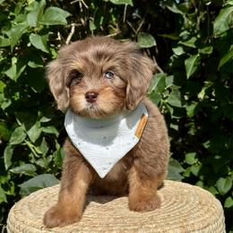 Silver Girl-Phantom Brown Merle - Merle female Goldendoodle puppy in Lowville, New York from DM Hilltop FURfamily