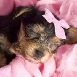 Mía - Black and tan female Yorkshire Terrier puppy in Boston, Massachusetts from Little Yorkes of Boston