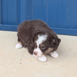 Ella - Red tri female Miniature Australian Shepherd puppy in Lufkin, Texas from Texas Lil Cowdogs
