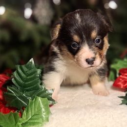 Butterball - Black and tan female American Corgi puppy in Gouverneur, New York from St. Lawrence Corgis
