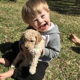 Goldendoodle Puppies from Beary GoldenDoodles