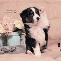Miniature American Shepherd and Miniature Australian Shepherd Puppies from PreciousGem Miniature American Shepherds