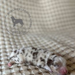 Denali - Red merle male Miniature Australian Shepherd puppy in Queen Creek, Arizona from Arizona Aussies