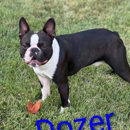 Dozer (Krakken) - Boston Terrier