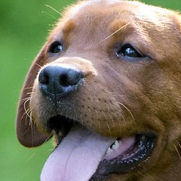 Labrador Retrievers from Copper Kennels