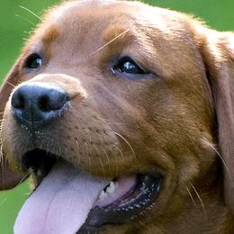 Labrador Retrievers from Copper Kennels