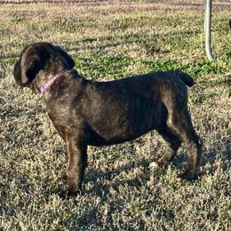 Lolly - Black brindle female Cane Corso puppy in Choctaw, Oklahoma from Emerald Cane Corso