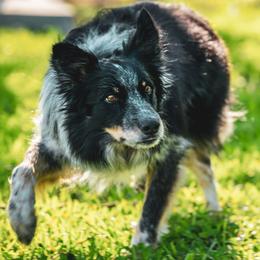 Border Collie puppies from Hill Valley Border Collies