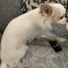 Chihuahua All Grown Up from Sugar Cookie Chihuahuas