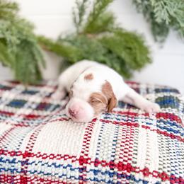 Frostleaf - Parti female Goldendoodle puppy in Greencastle, Indiana from Willow & Co.