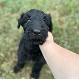 Black Russian Terrier Puppies from Nova Noir