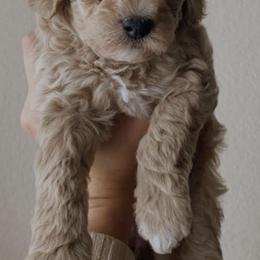 Labradoodles and Maltipoos from Brunosdoodleslv