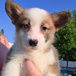 Rafiki - Sable female Pembroke Welsh Corgi puppy in Saint John, Washington from Fuzzbutt Farm's Corgis