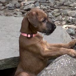Pink - Red female Irish Terrier puppy in Woodland, California from Morrigan Irish Terriers