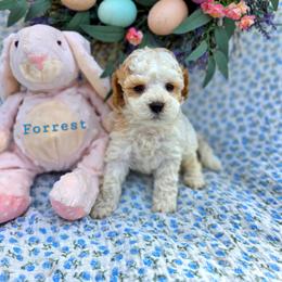Forrest - male Cavapoochon puppy in Bullard, Texas from Cavapoochon Central LLC