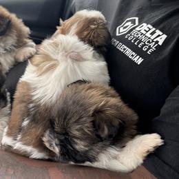 Shih Tzus from Fluff and Tuff Shih Tzus