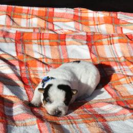 Ridge - Blue - Blue male Australian Cattle Dog puppy in Colbert, Oklahoma from LoveAHeeler