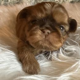 Vixen - Red male Shih Tzu puppy in Connersville, Indiana from Anna’s Farmhouse Shihtzus