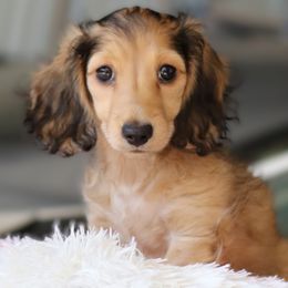 Girl 1 - female Dachshund puppy in Azle, Texas from American Dachshunds