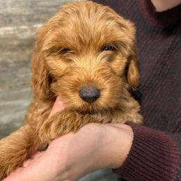 Theo - Red  male Goldendoodle puppy in Hillsdale, Michigan from My Buddy Ol’ Paws