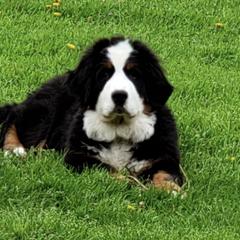 Bernese Mountain Dogs and Yorkshire Terriers from Millys Tales