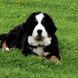 Bernese Mountain Dogs and Yorkshire Terriers from Millys Tales