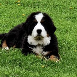 Bernese Mountain Dogs and Yorkshire Terriers from Millys Tales