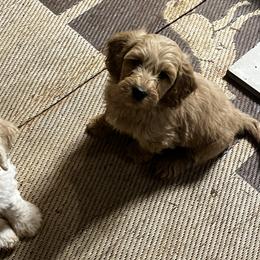 Goldendoodle Puppies from Simmons F1b Goldendoodles