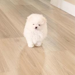 Pending Casper - White male Pomeranian puppy in Phoenix, Arizona from Luxpomz
