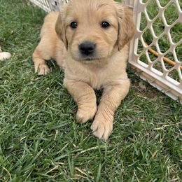 Golden Retriever Puppies from K5 Dog Services