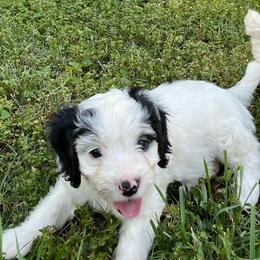 Pongo - Black and white male Cavapoo puppy in Cherryville, North Carolina from Mercy Doodles