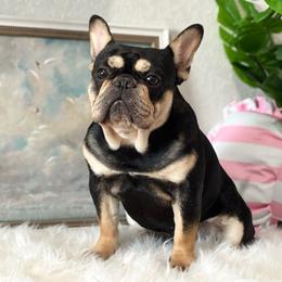 French Bulldog puppies from GarciaKennels