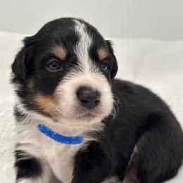 Border Collie Puppies from Hill Valey Border Collies