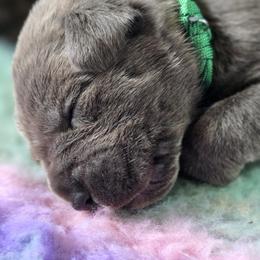 Cane Corso Puppies from Willow Creek Cane Corsos