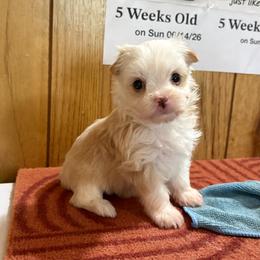 Girl 2 - Parti female Yorkshire Terrier puppy in Bear Creek, North Carolina from Yorkie Time