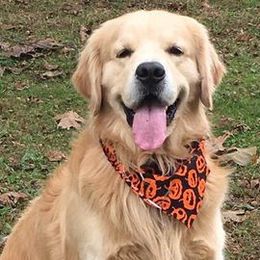 Golden Retrievers from Makefield Goldens