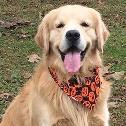 Golden Retrievers from Makefield Goldens