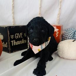 Maple - Black female Goldendoodle puppy in Cedartown, Georgia from Loyal Doodles
