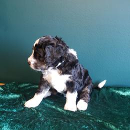 Bernedoodle Puppies from Badlands Bernedoodles