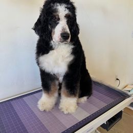 Liberty - Bernedoodle